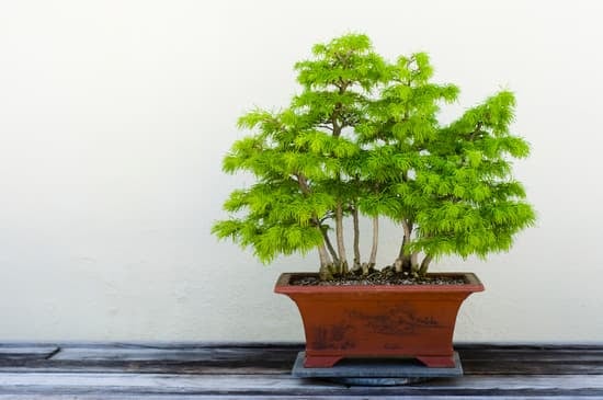 Come Curare Un Ginko Biloba Bonsai 1 I segreti per curare un Ginko Biloba Bonsai: guida pratica e consigli utili