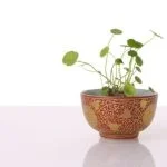 Dove Posizionare Il Bonsai Ginseng Posiziona il bonsai ginseng in un luogo luminoso ma non diretto, evitando correnti d'aria e temperature estreme