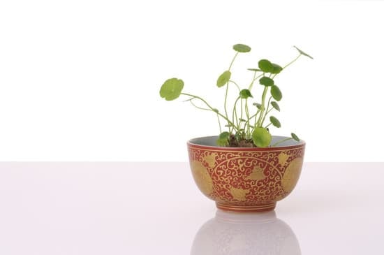 Dove Posizionare Il Bonsai Ginseng 1 Posiziona il bonsai ginseng in un luogo luminoso ma non diretto, evitando correnti d'aria e temperature estreme