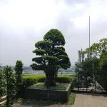 Come curare il bonsai olivo per evitare che le foglie diventino marroni
