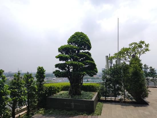 Perché Il Bonsai Olivo Gli Diventano Le Foglie Maroni 1 Come curare il bonsai olivo per evitare che le foglie diventino marroni