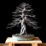 Guarda il video su come recuperare un bonsai malato