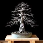 Guarda il video su come recuperare un bonsai malato