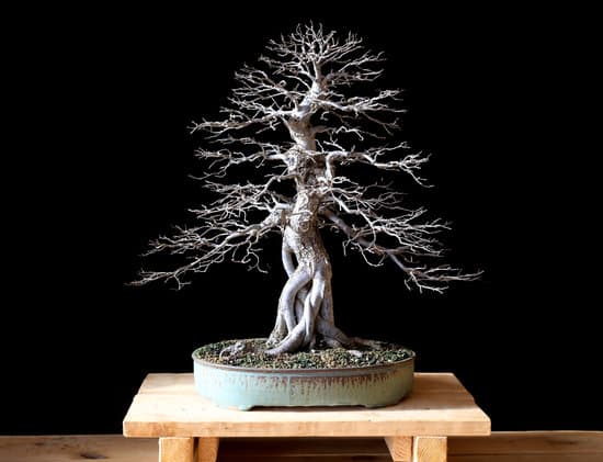 Guarda il video su come recuperare un bonsai malato