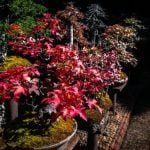 Cosa Vuol Dire Bonsai in Italiano Scopri il significato di bonsai in italiano con un testo che racchiuda la magia di questa antica arte