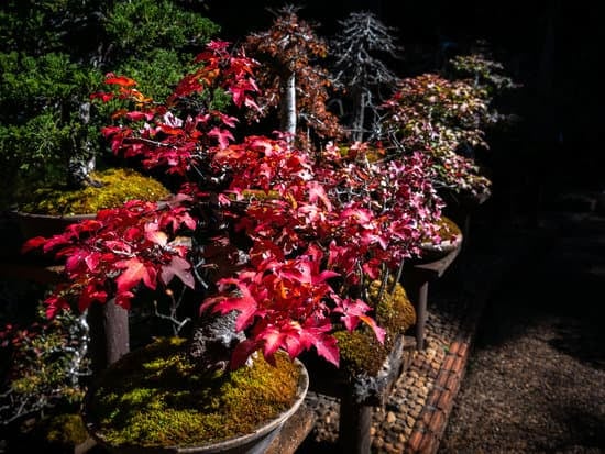 Cosa Vuol Dire Bonsai in Italiano 1 Scopri il significato di bonsai in italiano con un testo che racchiuda la magia di questa antica arte