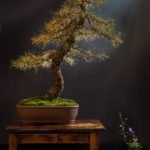 Quanti.Anni Per Avere Un Bonsai Quanti anni occorrono per avere un bonsai Scoprilo qui