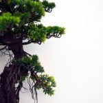 Come Si Cura Il.Ficus Bonsai Scopri come si cura il Ficus Bonsai per garantire la sua salute e longevit