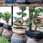 Quando Defogliare I Bonsai Scopri quando defogliare i bonsai per favorirne la crescita e la salute