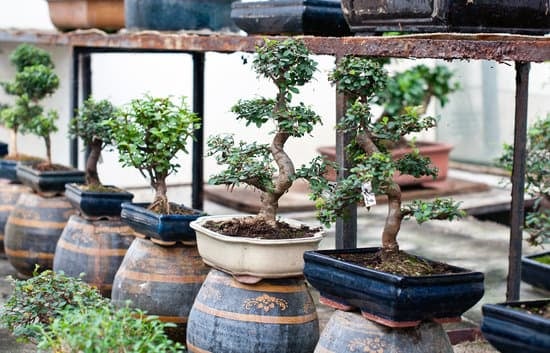 Quando Defogliare I Bonsai 9 Scopri quando defogliare i bonsai per favorirne la crescita e la salute