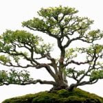 Quando Eliminare Filo Di Ferro Bonsai Guida pratica su quando eliminare il filo di ferro sui bonsai per favorirne la crescita