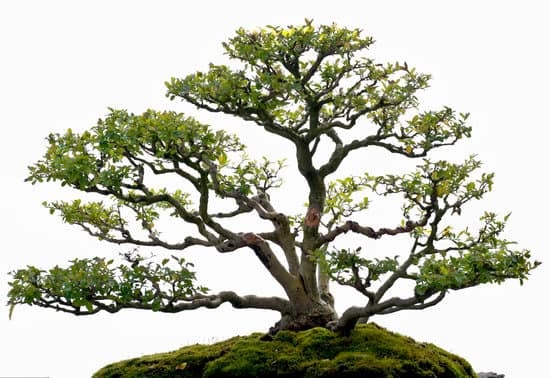 Guida pratica su quando eliminare il filo di ferro sui bonsai per favorirne la crescita