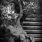 Quando Impostare Una Bouganville a Bonsai Scopri quando impostare una bouganville a bonsai per una crescita ottimale e sana