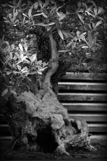 Quando Impostare Una Bouganville a Bonsai 1 Scopri quando impostare una bouganville a bonsai per una crescita ottimale e sana