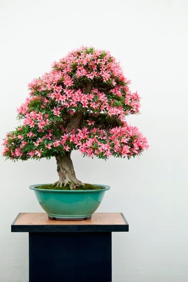 Quando Si Pota Il Bonsai Ciliegia 3 Scopri quando si pota il bonsai ciliegia per mantenerlo sano e rigoglioso