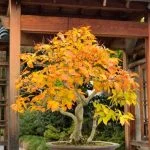 Gli attrezzi essenziali per un bonsai: vasi, terriccio, forbici e concime