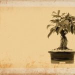 Come Concimare Un Bonsai Ficus Scopri come concimare un bonsai ficus con i nostri consigli esperti