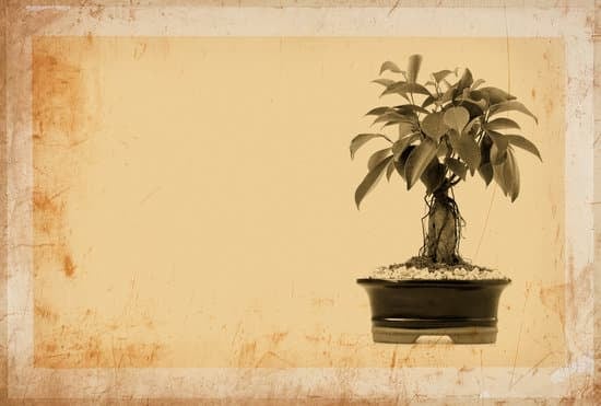 Come Concimare Un Bonsai Ficus 1 Scopri come concimare un bonsai ficus con i nostri consigli esperti