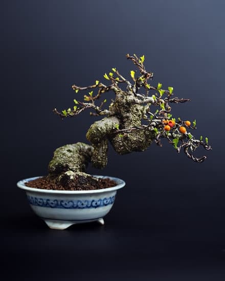 Scopri cosa sono i bulbi bonsai e come coltivarli con successo