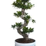 Quando Potare Pesco Bonsai Quando potare il pesco bonsai: consigli su tempi e metodi