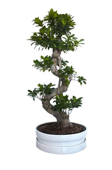 Quando Potare Pesco Bonsai 1 Quando potare il pesco bonsai: consigli su tempi e metodi