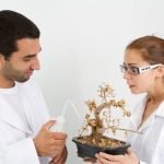 Come Ricavare Bonsai Da Crassula Guida dettagliata su come ricavare bonsai da Crassula: passo dopo passo