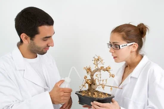 Guida dettagliata su come ricavare bonsai da Crassula: passo dopo passo