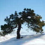 Come Stimare Gli Anni Di Un Bonsai Stima l'età del tuo bonsai con tecniche di potatura e annaffiatura