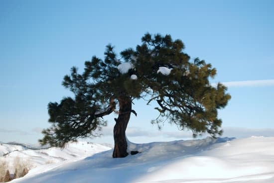 Come Stimare Gli Anni Di Un Bonsai 1 Stima l'età del tuo bonsai con tecniche di potatura e annaffiatura