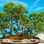 Consigli su COME RECUPERARE BONSAI SECCO: innaffiare regolarmente, concimare, controllare l'esposizione solare