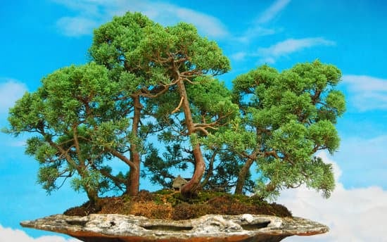 Consigli su COME RECUPERARE BONSAI SECCO: innaffiare regolarmente, concimare, controllare l'esposizione solare