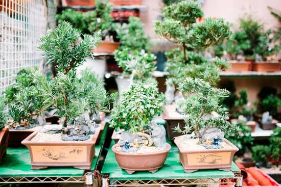 Per Potare I Bonsai 17 Guida completa per potare i bonsai: consigli e tecniche essenziali