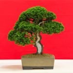 Come Curare Un Bonsai Ligustrum Come curare un bonsai ligustrum: consigli per la potatura e la concimazione