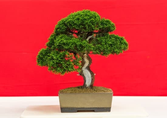 Come Curare Un Bonsai Ligustrum 1 Come curare un bonsai ligustrum: consigli per la potatura e la concimazione