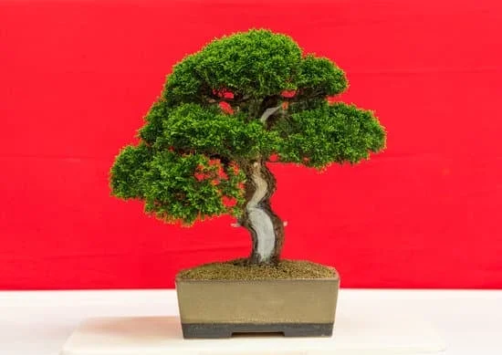Come curare un bonsai ligustrum: consigli per la potatura e la concimazione
