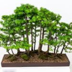 Scopri che cos'è un bonsai: storia, cura e significato di questa pratica antica e affascinante