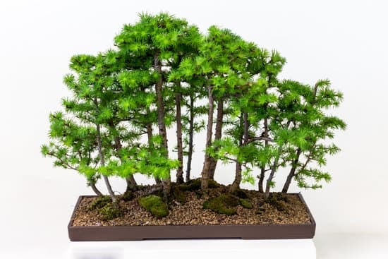 Che Cos'E' Un Bonsai 15 Scopri che cos'è un bonsai: storia, cura e significato di questa pratica antica e affascinante
