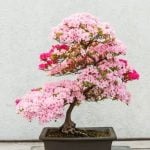 Come Creare Un Bonsai Di Melograno Guida dettagliata su come creare un bonsai di melograno, passo dopo passo, per principianti e esperti