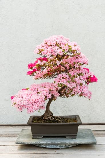 Come Creare Un Bonsai Di Melograno 1 Guida dettagliata su come creare un bonsai di melograno, passo dopo passo, per principianti e esperti