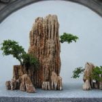 Scopri quale vaso usare per i tuoi bonsai: materiali e dimensioni ideali per la crescita ottimale