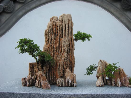 Scopri quale vaso usare per i tuoi bonsai: materiali e dimensioni ideali per la crescita ottimale