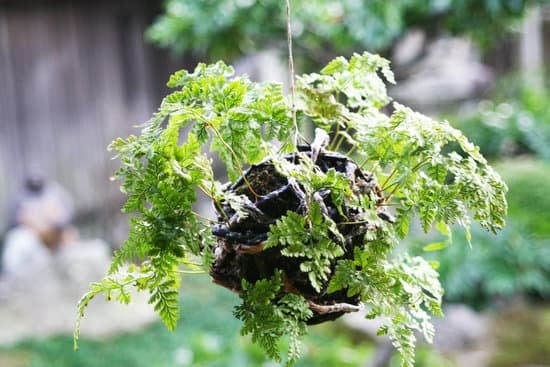 Scopri quando bagnare il bonsai per una crescita sana e rigogliosa