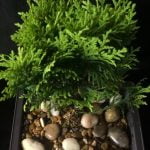 Come Ingrossare Tronco Di Bonsai Bouganville Utilizza concime specifico per favorire l'ingrossamento del tronco del bonsai bouganville