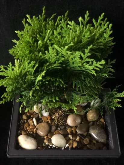 Come Ingrossare Tronco Di Bonsai Bouganville 1 Utilizza concime specifico per favorire l'ingrossamento del tronco del bonsai bouganville