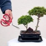Come dare forma contorta ad un bonsai: tecniche e ispirazioni per creare un'espressione unica