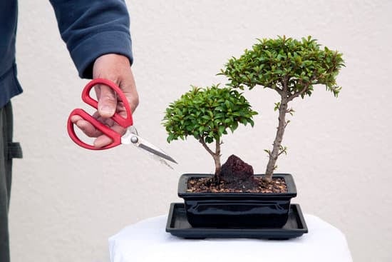 Come Dare Forma Contorta Ad Un Bonsai 1 Come dare forma contorta ad un bonsai: tecniche e ispirazioni per creare un'espressione unica