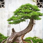 Come Si Fa Per Fare Una Pianta Bonsai Segui i passi per creare una pianta bonsai unica