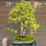 Come Curare Un Bonsai Costo Scopri come curare un bonsai costo e risparmia con semplici accorgimenti