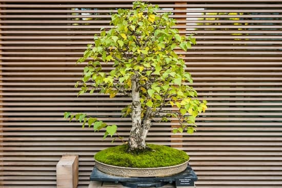 Scopri come curare un bonsai costo e risparmia con semplici accorgimenti