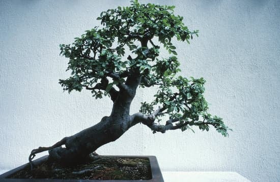 Suggerimento 1: Utilizza tecniche di potatura e concimazione per coltivare rapidamente un bonsai di Taxodium